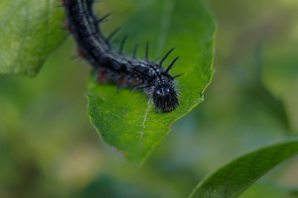 Photograph by Владислав Капанов