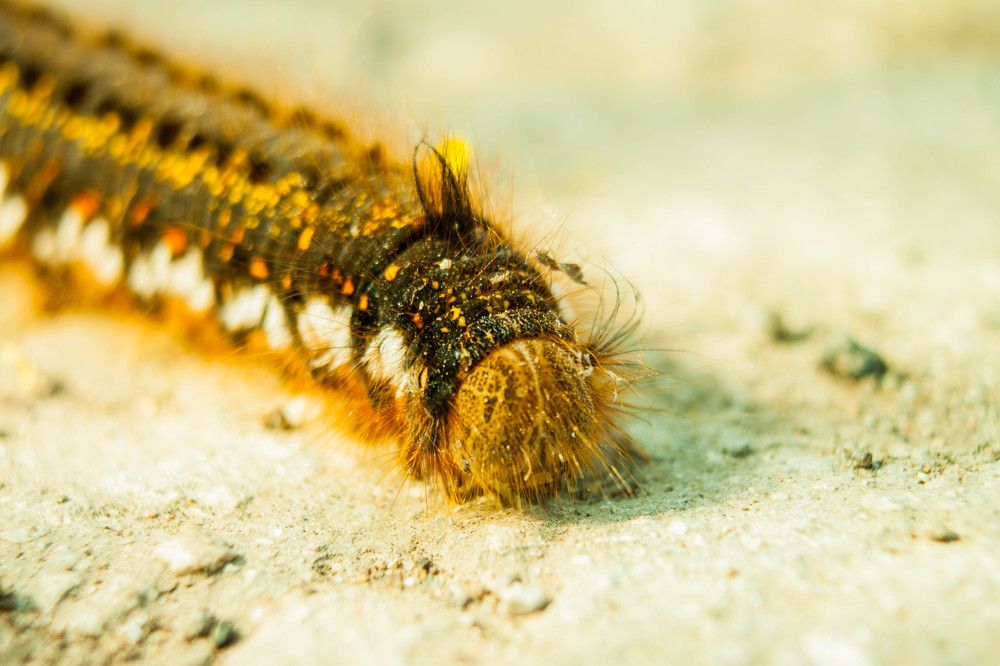 Photograph by Владислав Капанов