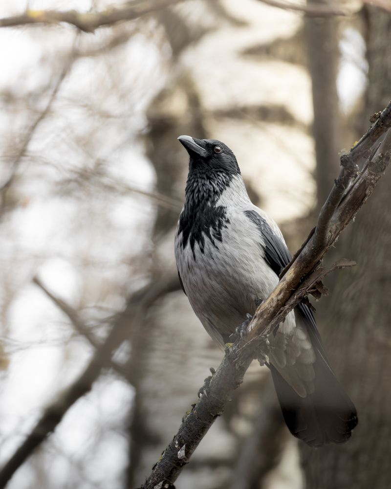 Photograph by Евгений Салаев