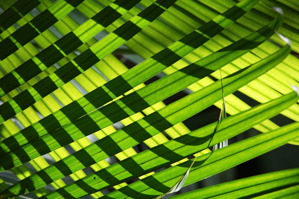 "Enchanting Courtship in the Emerald Canopy"