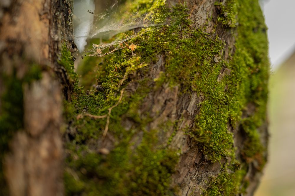 Photograph by Екатерина Каминская