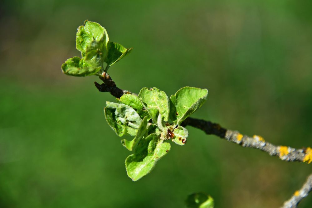 Новорождённые листочки