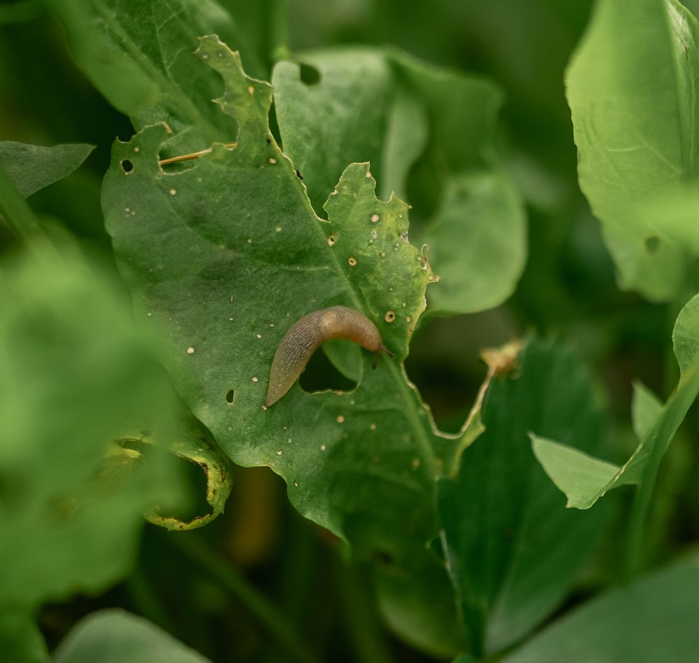 Photograph by Екатерина Каминская