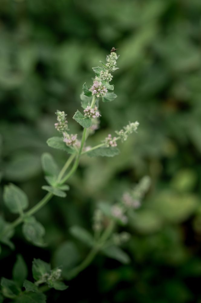 Photograph by Екатерина Каминская