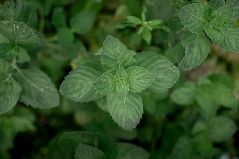 Photograph by Екатерина Каминская