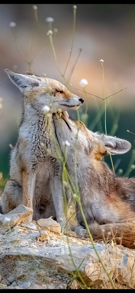 Photograph by Hasan Rimawi