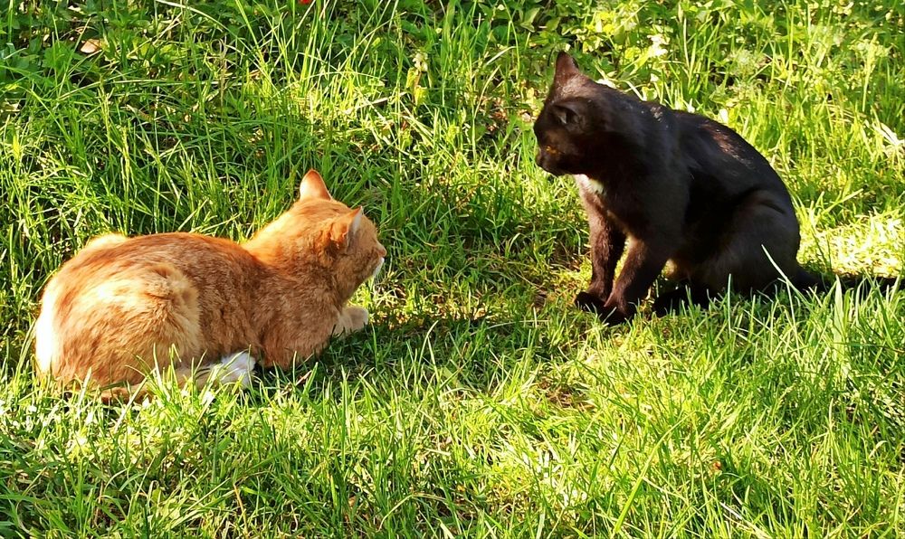 Photograph by Ляля Ильинская