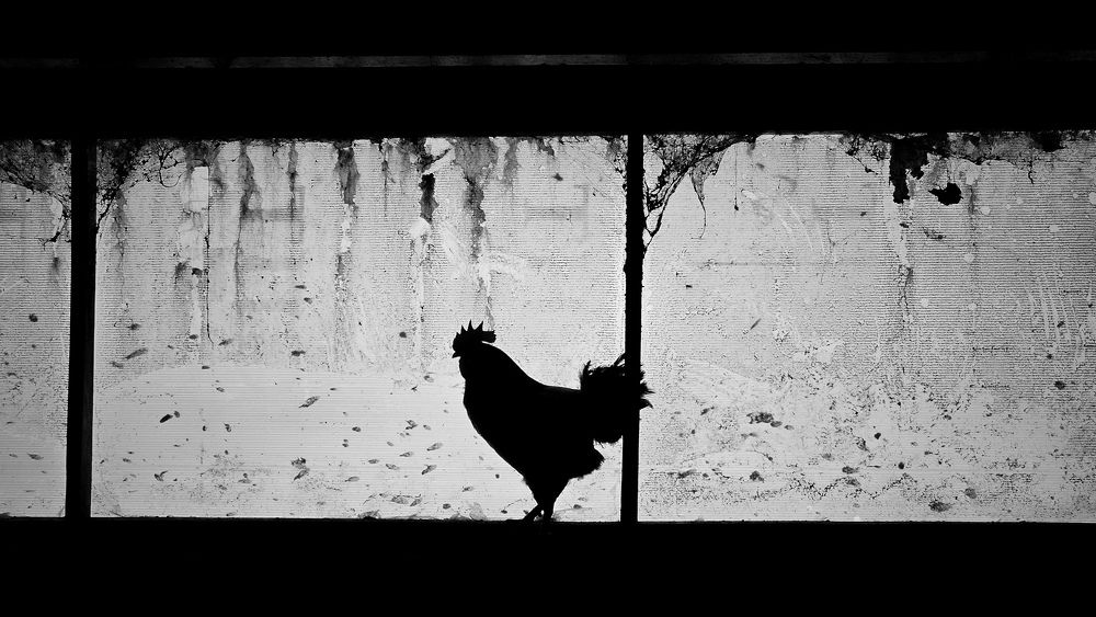 Rooster story.