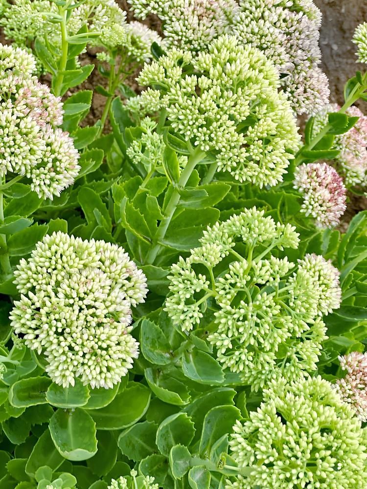 Photograph by Елена Мулькова