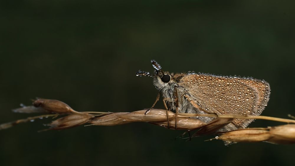 Photograph by Людмила Железнова