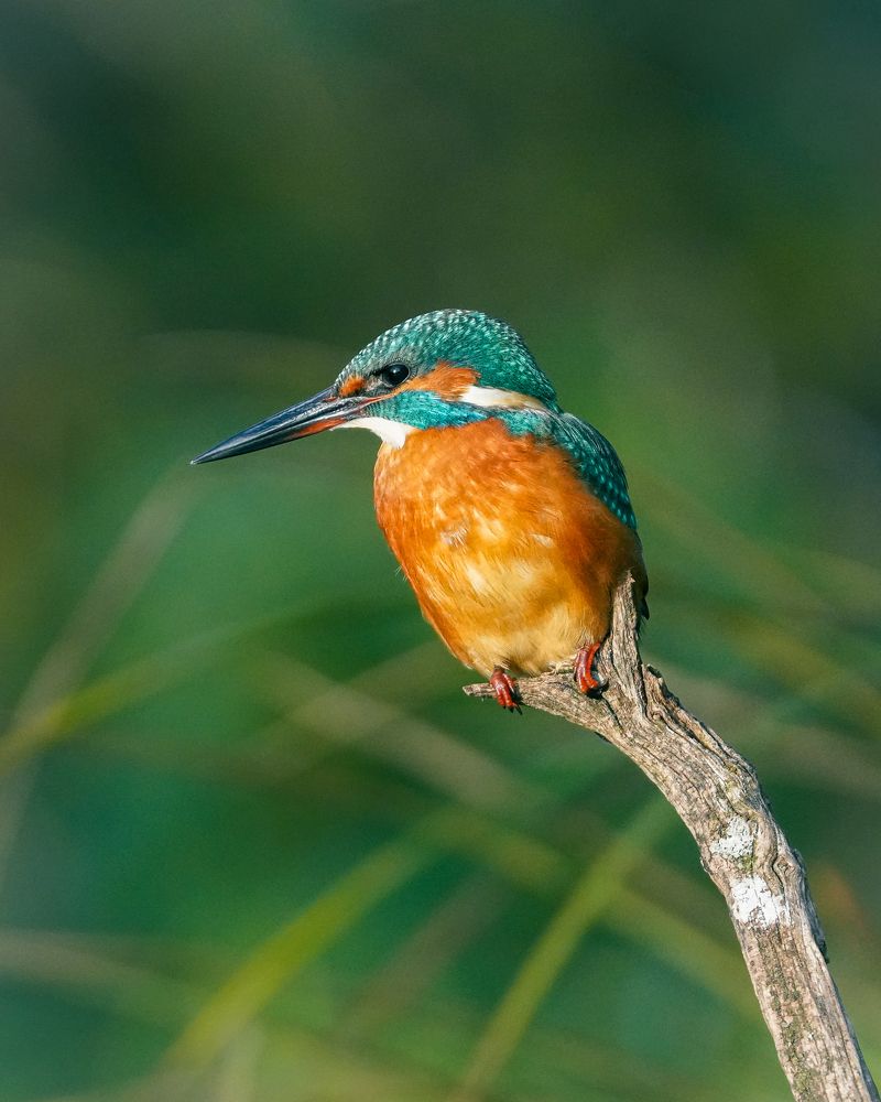 Фотография автора Оксана Дорн