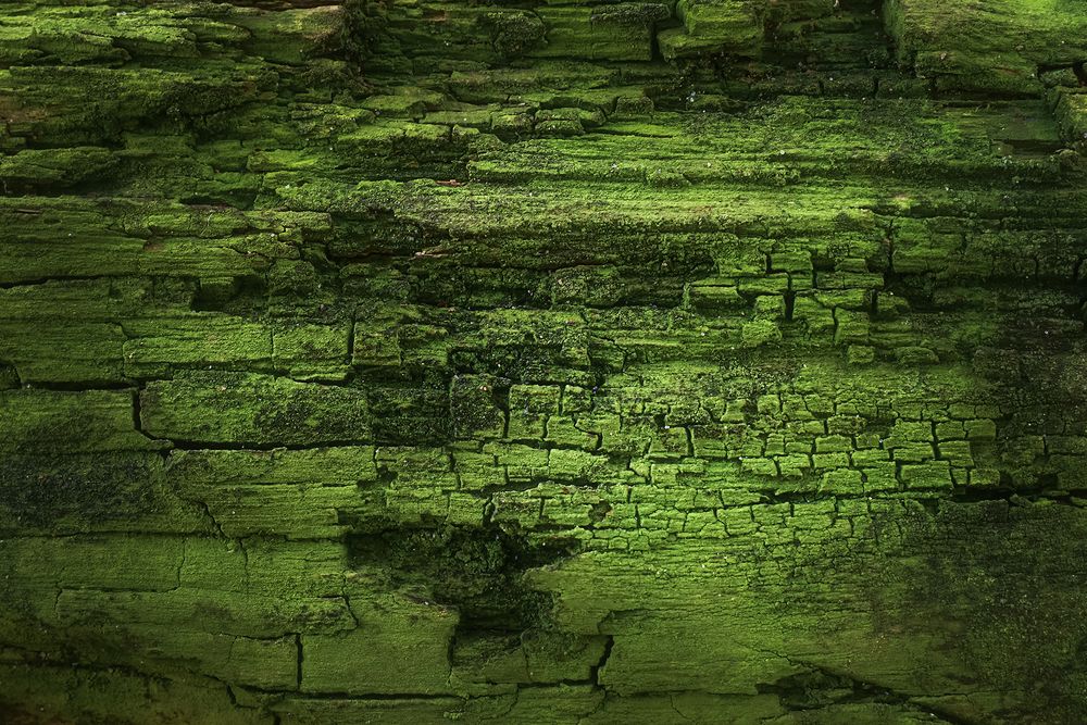 Photograph by Елена Амозова