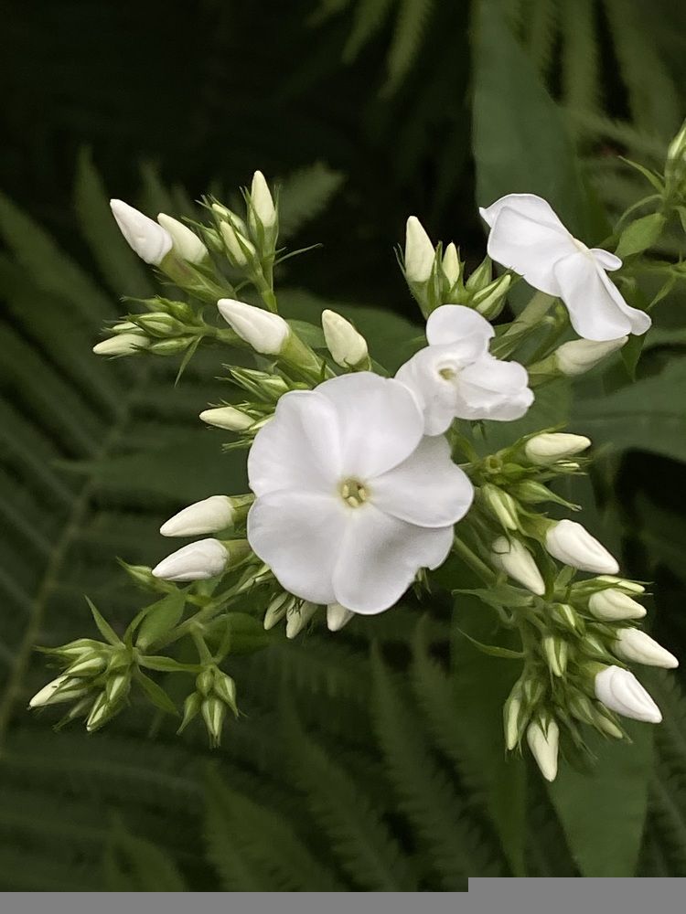 Photograph by Светлана Долганова