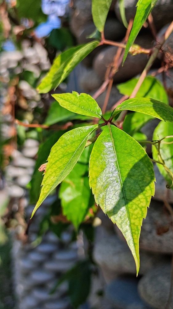 Photograph by Алла Холодова