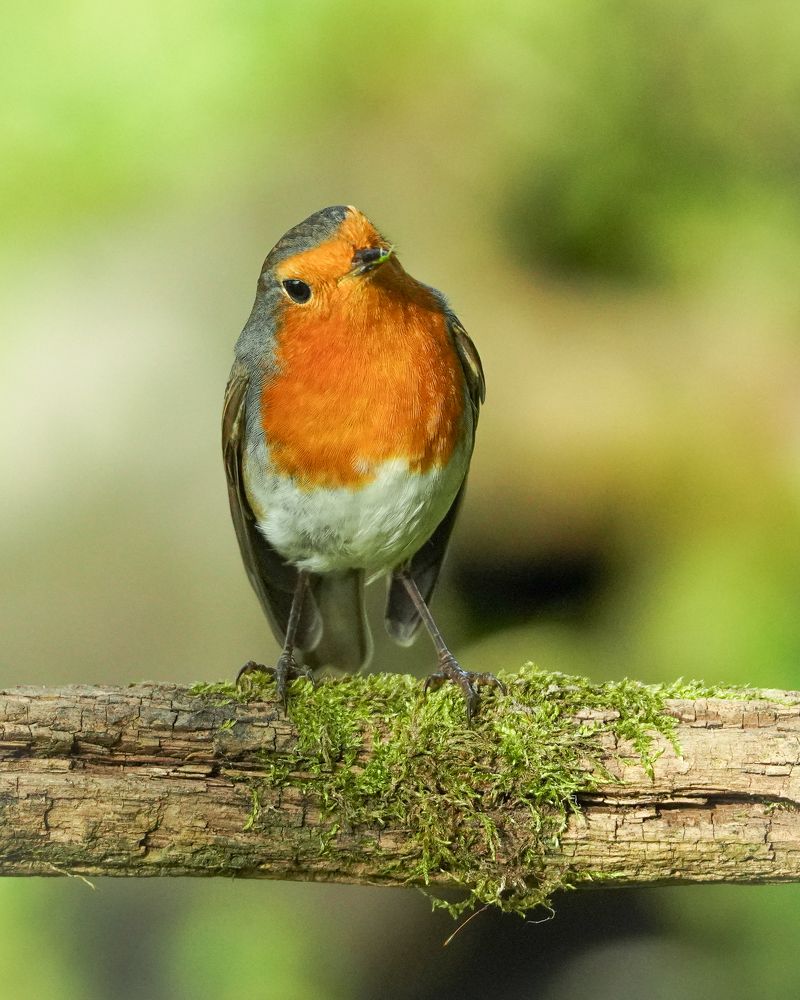 Фотография автора Оксана Дорн