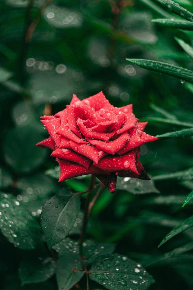 Фотография автора yakuwari