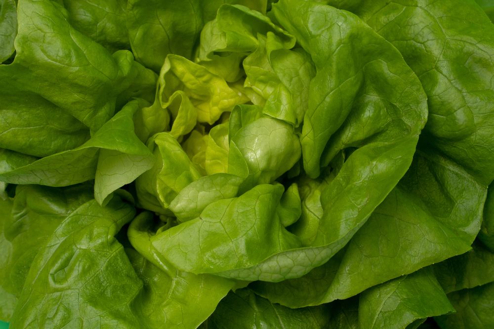 Photograph by Rajka Milojić