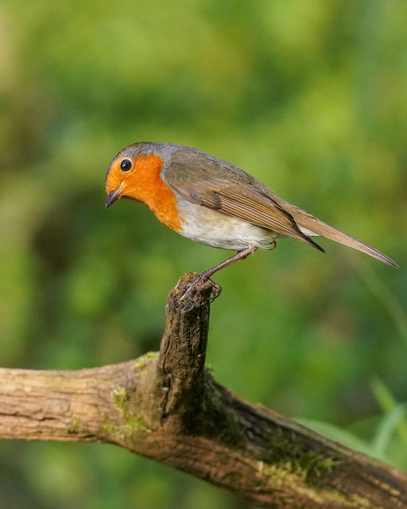 Фотография автора Оксана Дорн