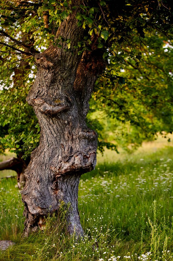 Photograph by Николай Голованов