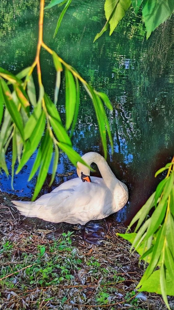 Photograph by Алла Холодова