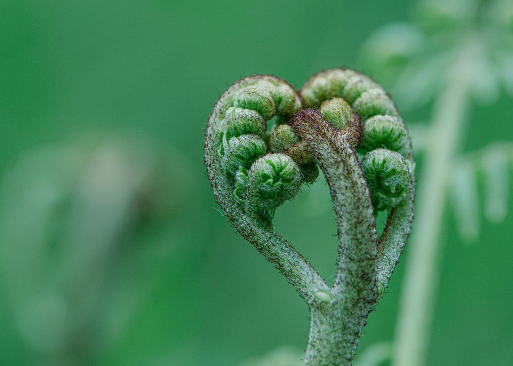 Photograph by LYUDMYLA POKRYSHEN