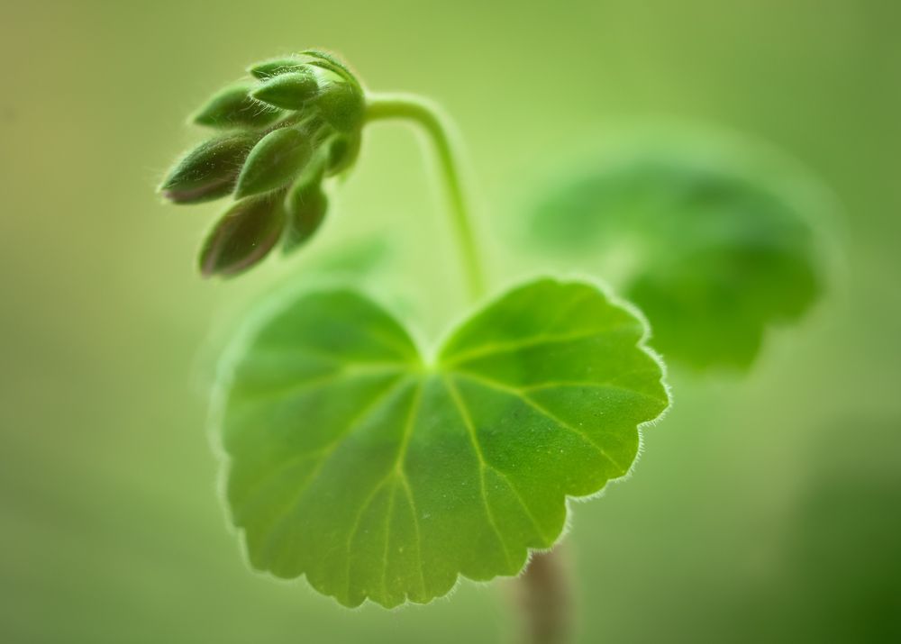 Photograph by Olga Mendosa