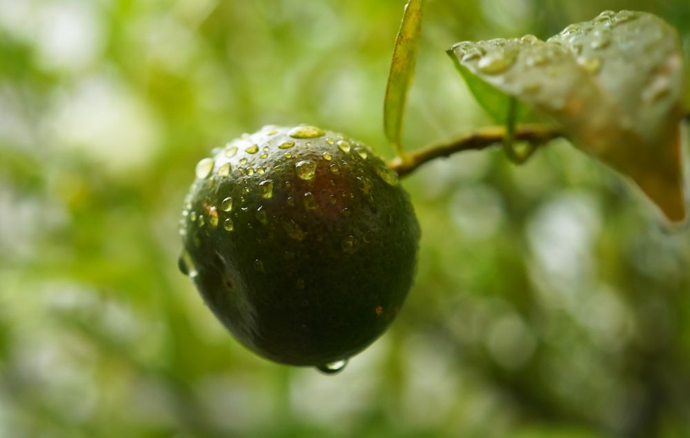 Photograph by Olga Mendosa