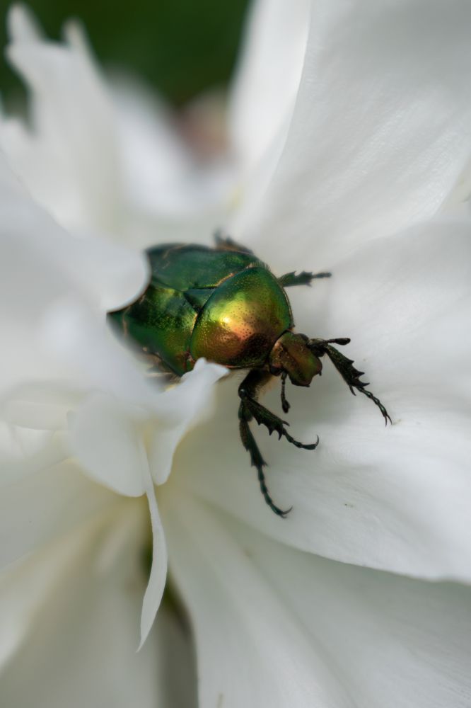 Photograph by Галина Ноздрина