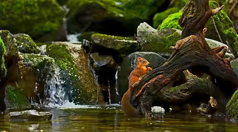 Белочка-канадка