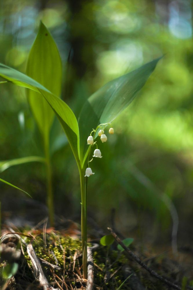 Photograph by Светлана Кавказская