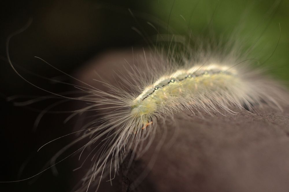 Photograph by Valdir Hobus