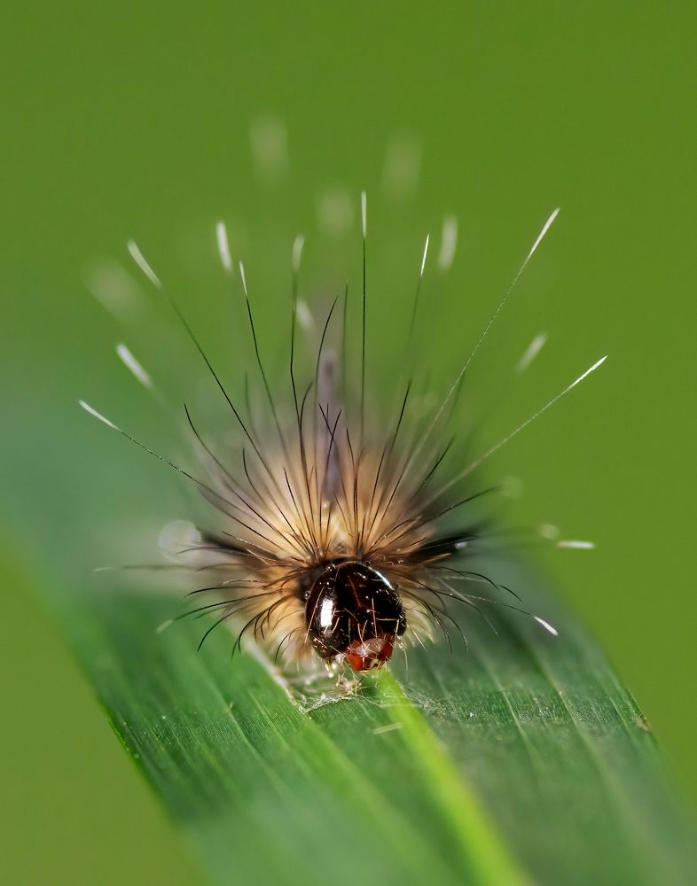 Photograph by Valdir Hobus