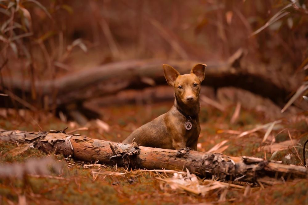 Фотография автора diana van hoof