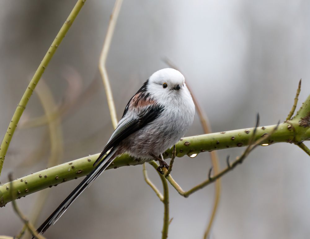 Фотография автора Мария Рохмистрова