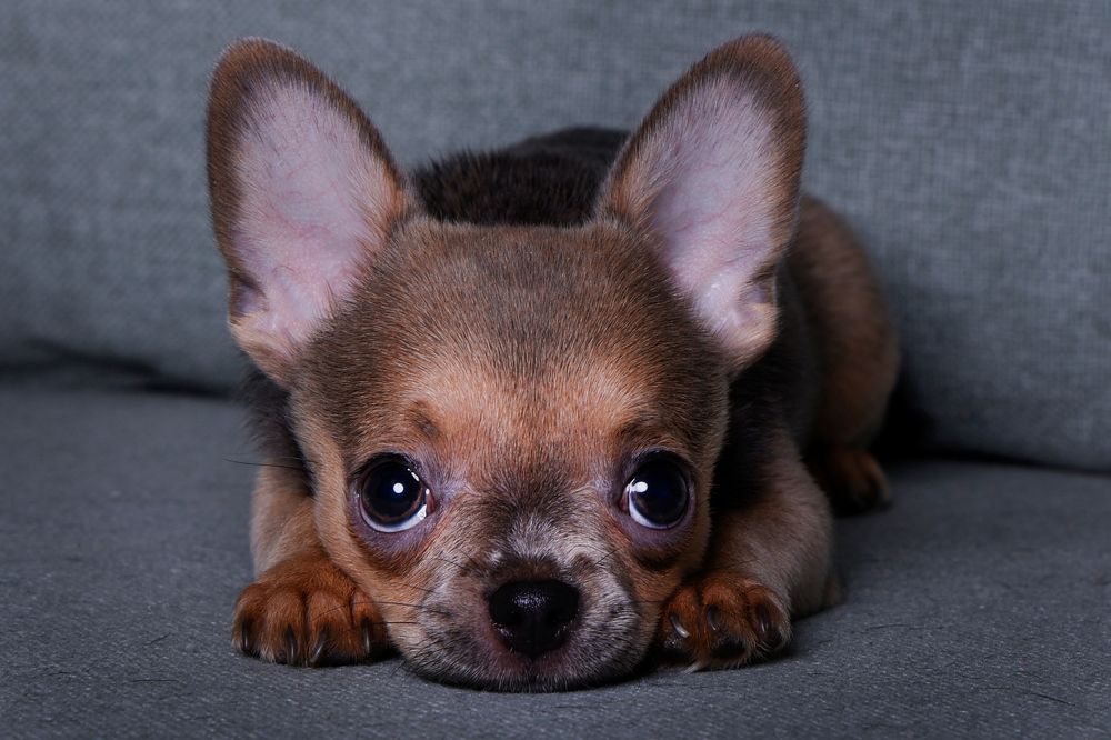 Photograph by Елена Лапочкина