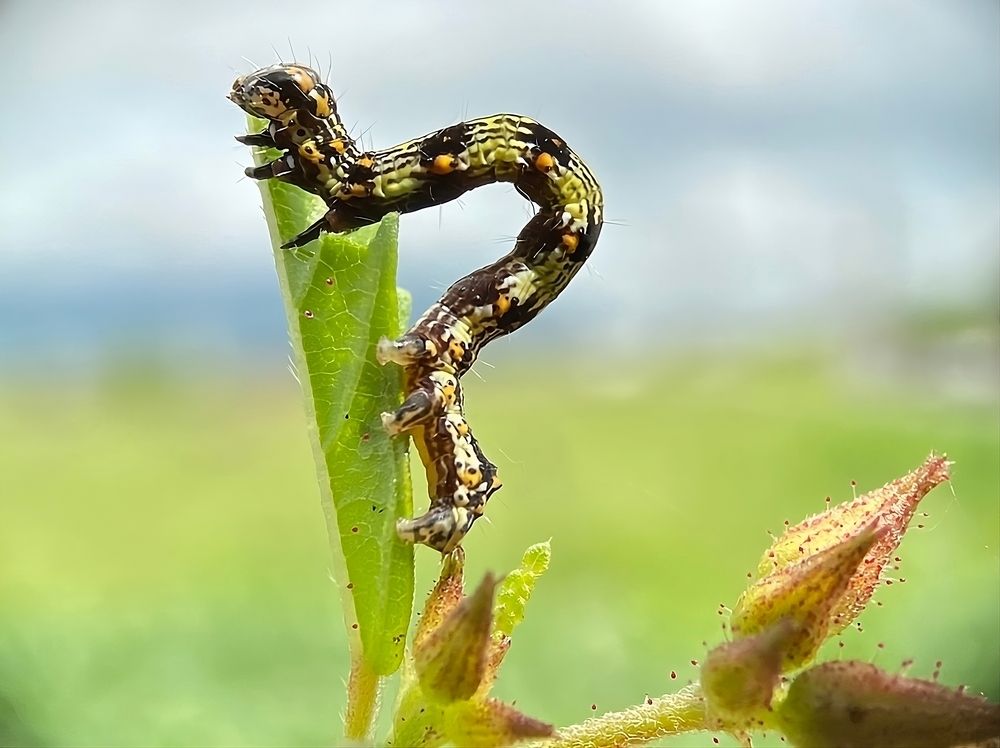 Photograph by FRANCISCO FERREIRA
