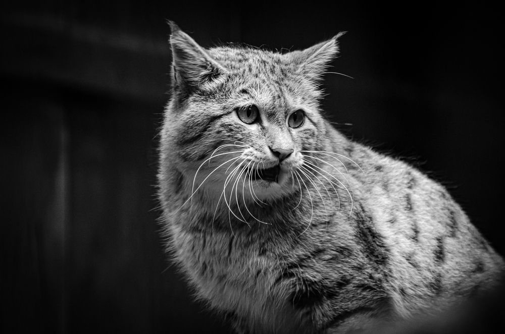 Photograph by Елена Берсенёва