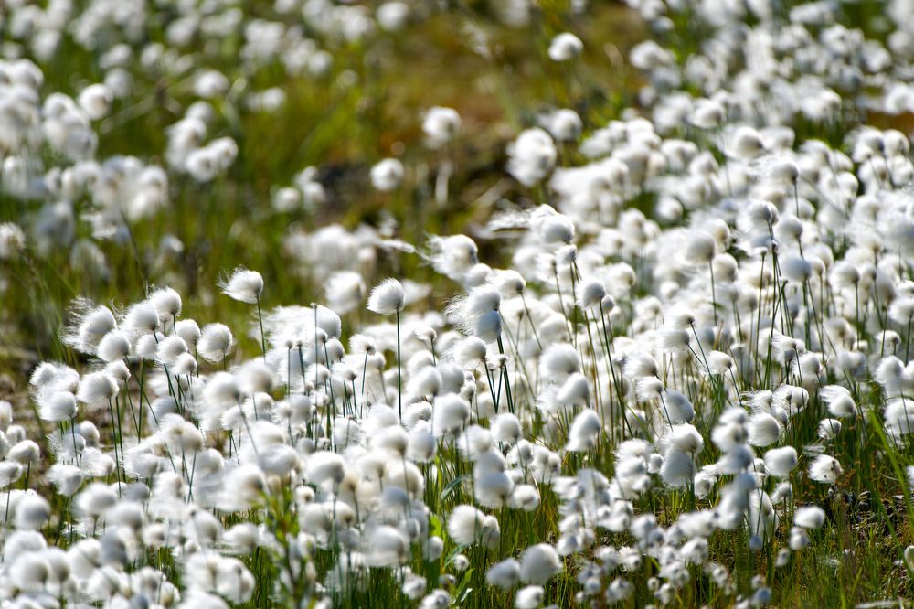 Фотография автора Viktoriya Kim