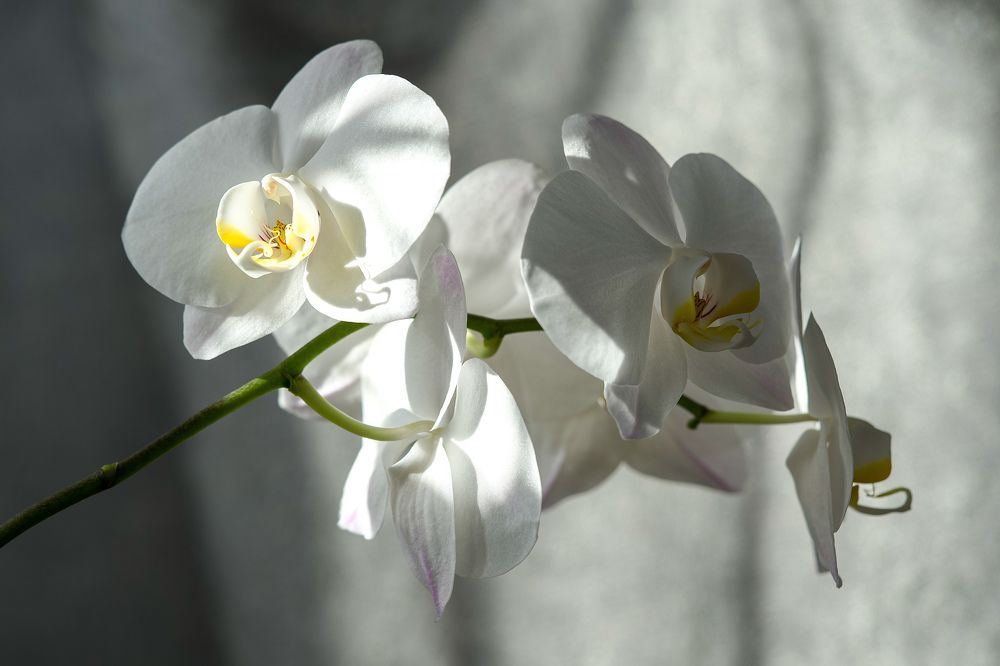 Фотография автора Viktoriya Kim