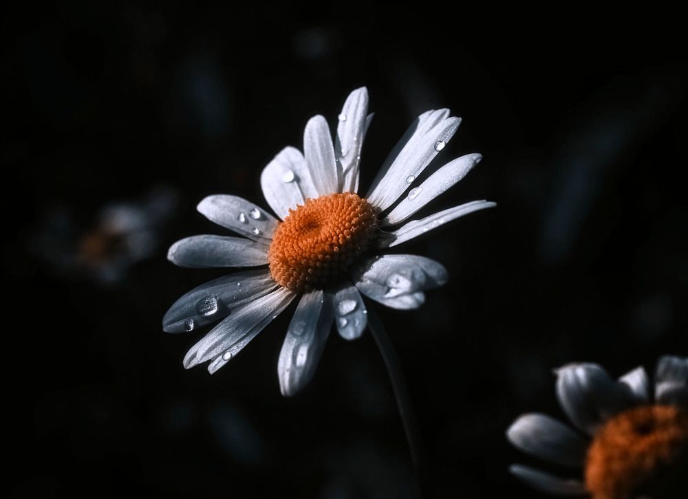 Photograph by Юлия Лушникова