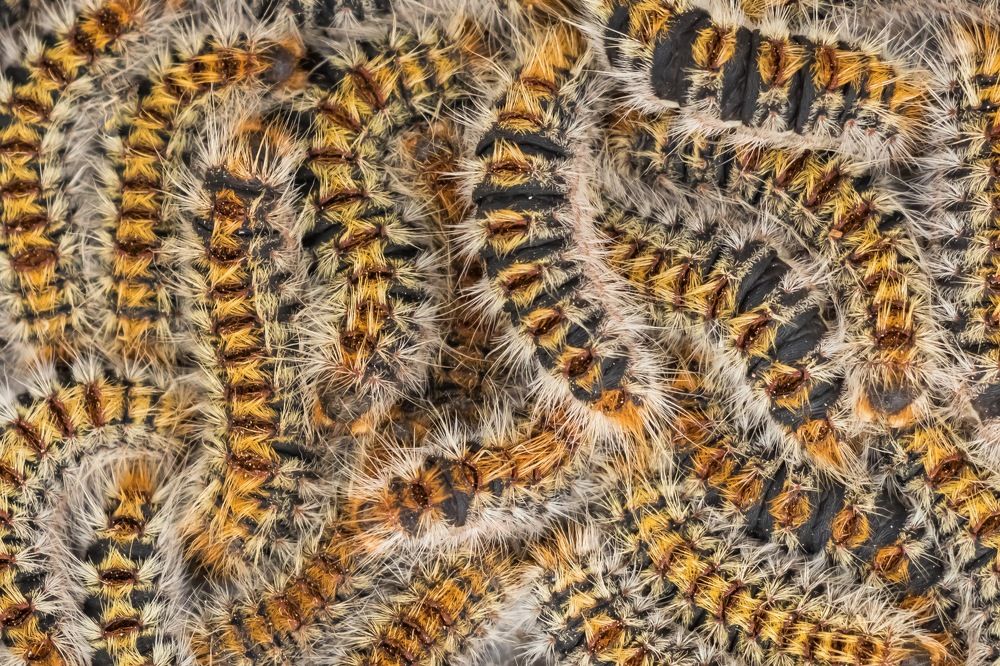 Photograph by Afshin