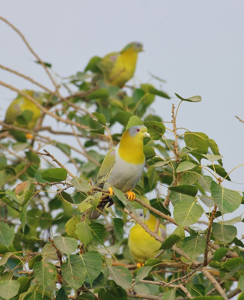 Фотография автора RODRICK RAJIVE LAL