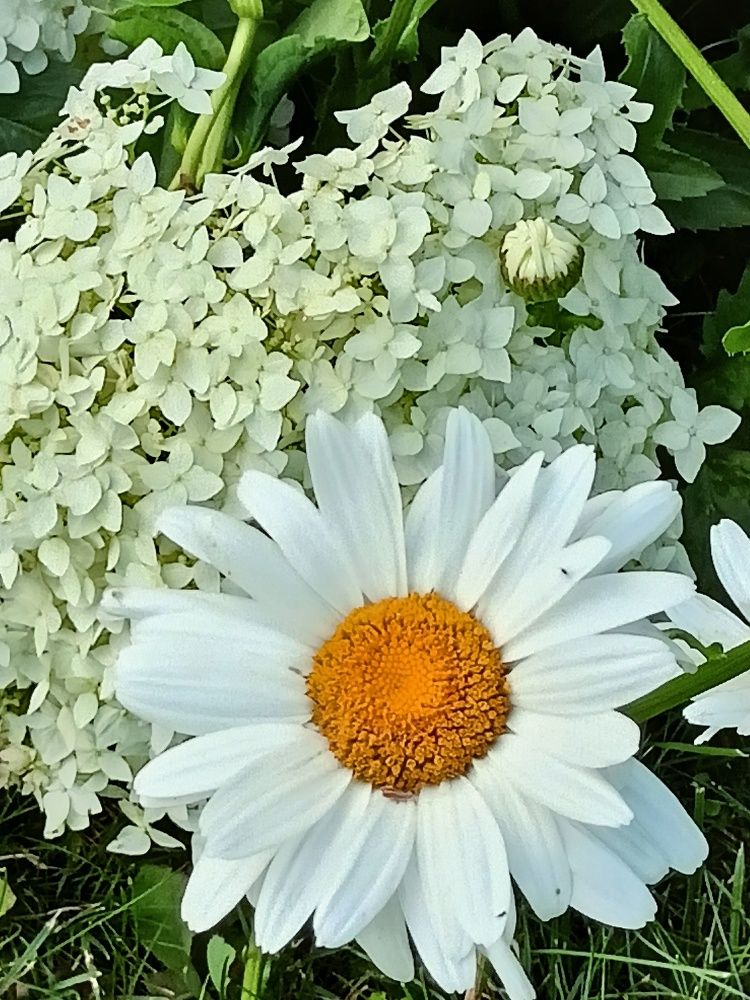 Фотография автора Вероника Пунгина