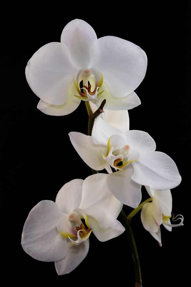 Photograph by Артем Алхимов