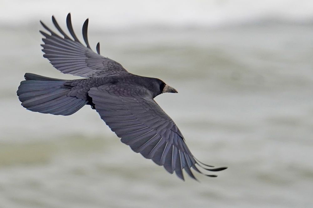 Flight of the Corvus frugilegus