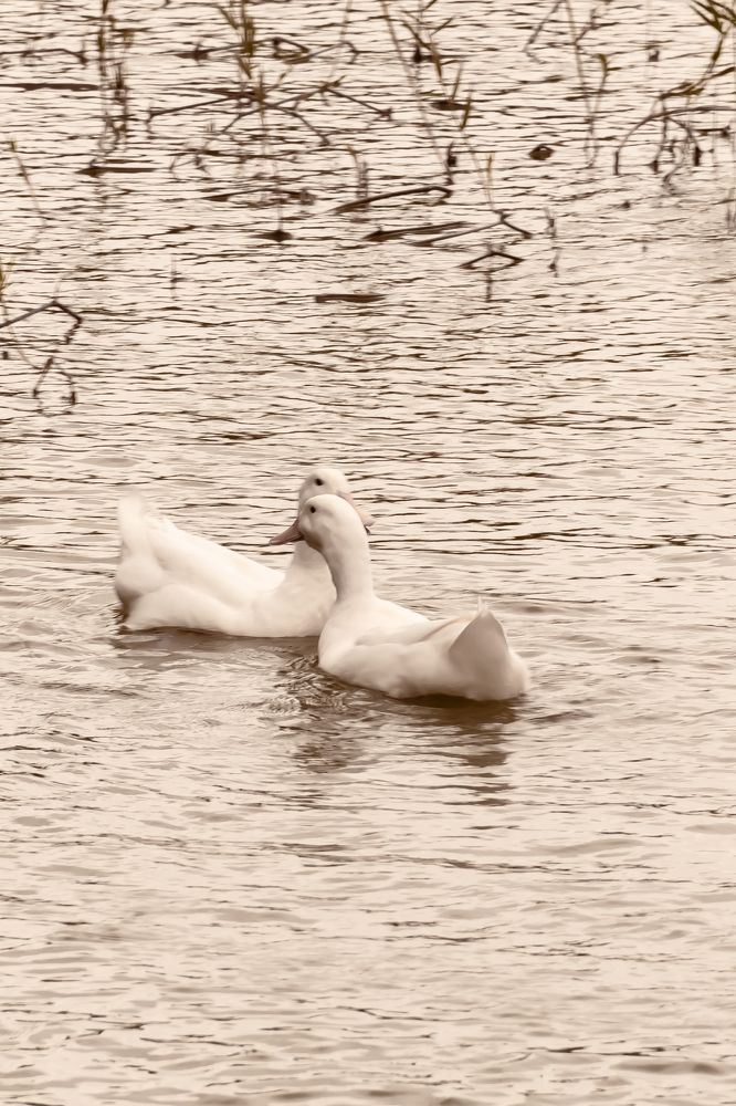 Photograph by Maryam Talepoor