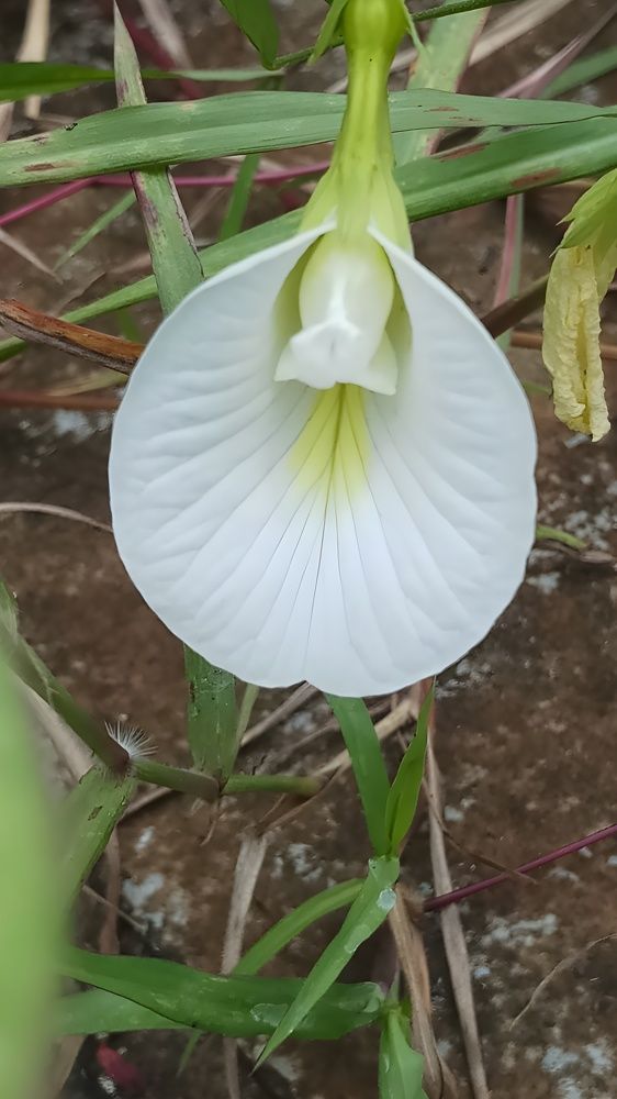 Photograph by Ambewadikar sourabh