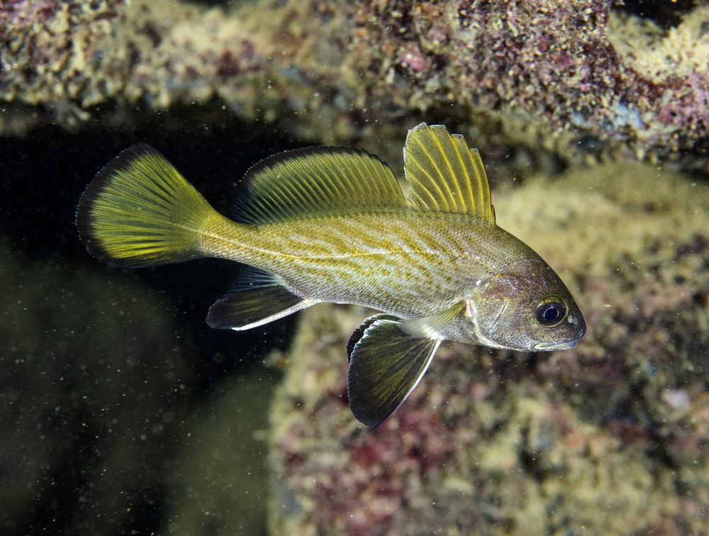 Познание мира