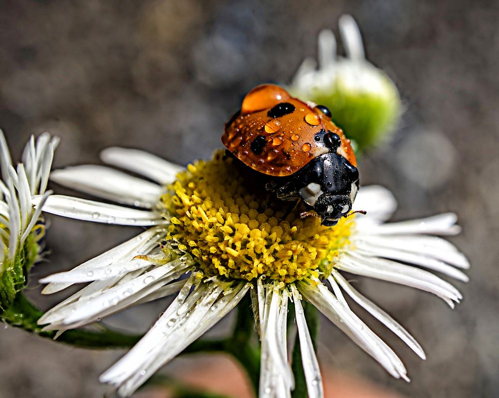 Photograph by Игорь Гомельский