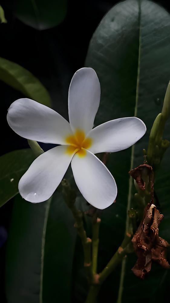 Photograph by Ambewadikar sourabh